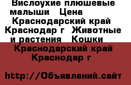 Вислоухие плюшевые малыши › Цена ­ 4 000 - Краснодарский край, Краснодар г. Животные и растения » Кошки   . Краснодарский край,Краснодар г.